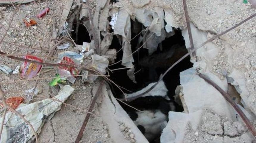 Foseptik Çukuruna Düşen Ineği Itfaiye Kurtardı