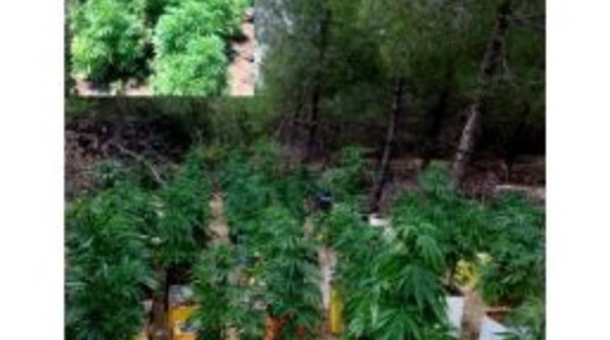 Denizli&rsquo;de 2 Bin K&ouml;k Hint Keneviri Ele Ge&ccedil;irildi