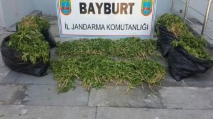 Bayburt&rsquo;ta 4 Bin 300 K&ouml;k Hint Keneviri Ele Ge&ccedil;irildi