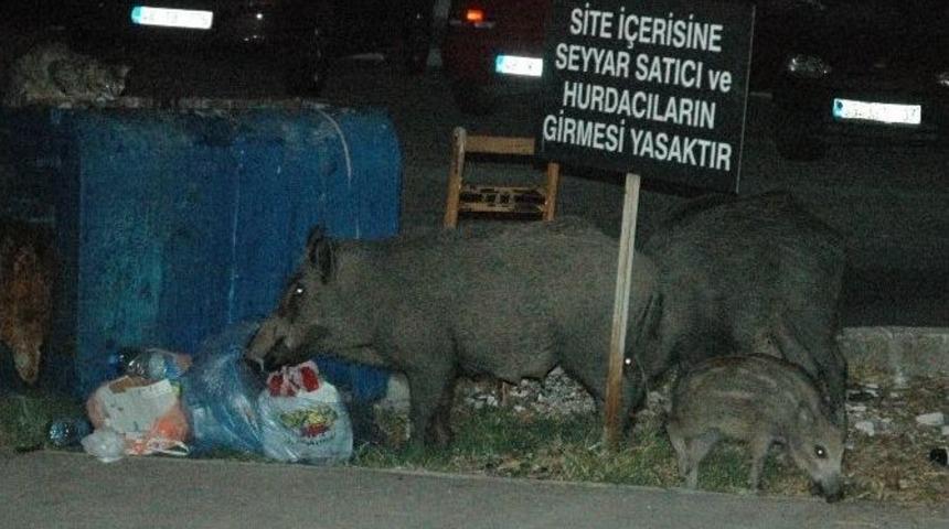 Yaban Domuzları Şehre İndi