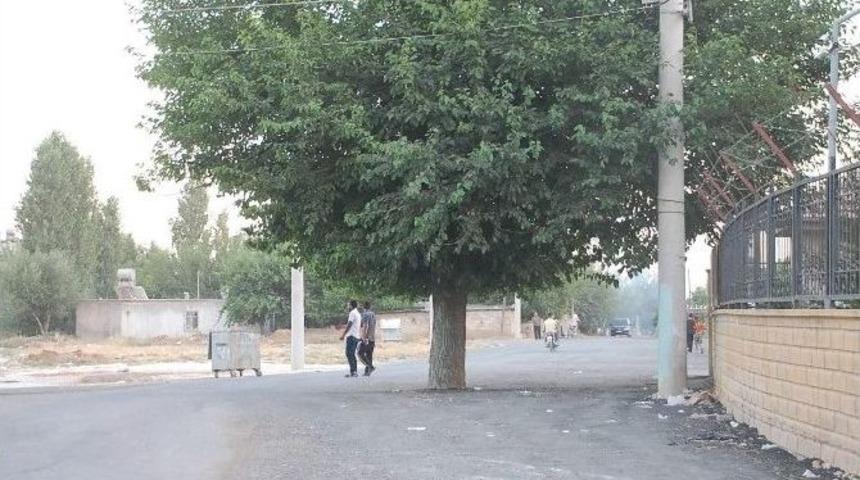 Yol Ortasında Bulunan Ağa&ccedil; G&ouml;renleri Şaşırtıyor