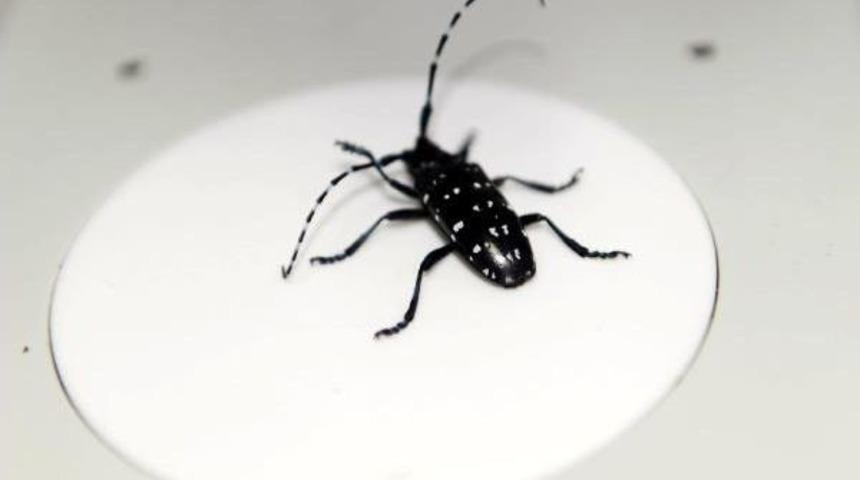 Ağa&ccedil;ları Kurutan B&ouml;cek Bartın'da Tespit Edildi