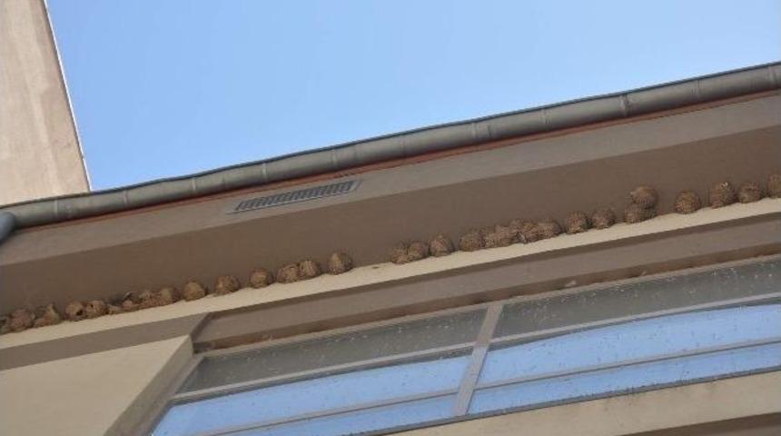 Kahta Devlet Hastanesi Kırlangı&ccedil;ların Yuvası Oldu