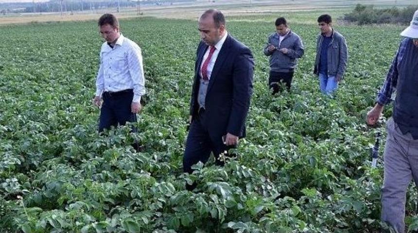 Afyonkarahisar&rsquo;da &ldquo;patates Mildiy&ouml;s&uuml;&rdquo; Hastalığı İle M&uuml;cadele &Ccedil;alışmaları Başladı