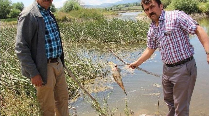 Karab&uuml;k&rsquo;te Esrarengiz Balık &Ouml;l&uuml;mleri