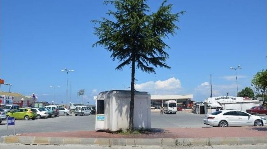 Arılar &Ccedil;am Ağacını Mesken Tuttu