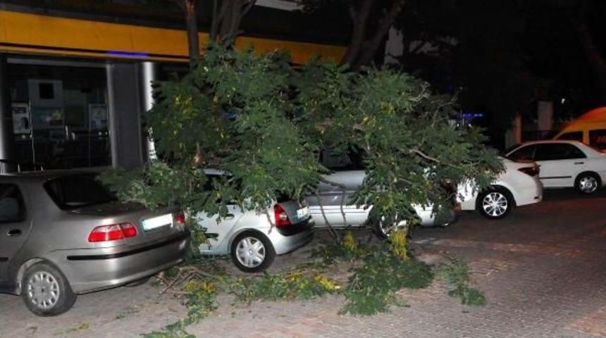 &Ccedil;anakkale'de Kırılan Ağa&ccedil; Dalı 3 Aracın &Uuml;st&uuml;ne Devrildi