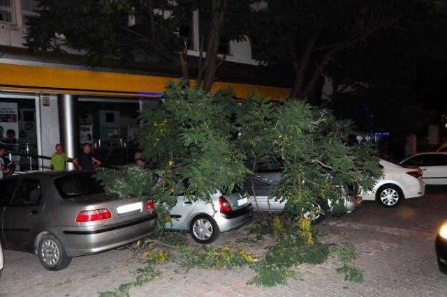 Çanakkale'de Kırılan Ağaç Dalı 3 Aracın Üstüne Devrildi