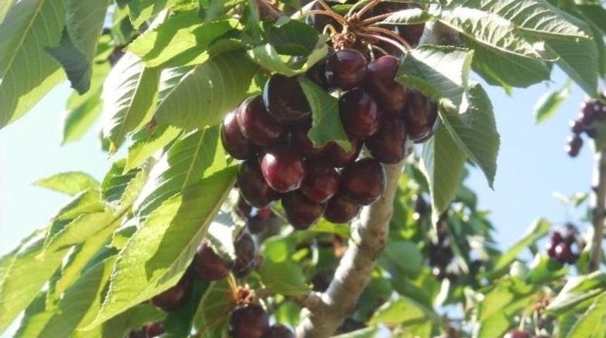 Kiraz &Uuml;reticisinin Y&uuml;z&uuml;n&uuml; G&uuml;ld&uuml;rd&uuml;