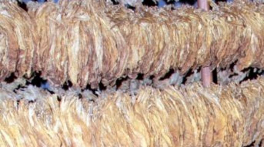 Samsun&rsquo;da T&uuml;t&uuml;n &Uuml;retimi Azalıyor