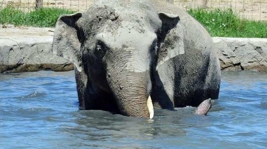 İzmir&rsquo;de Sıcaktan Bunalan Hayvanlara &Ouml;zel Dondurulmuş Meyve
