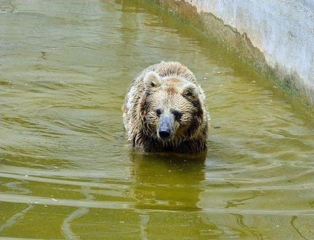 İzmir’de Sıcaktan Bunalan Hayvanlara Özel Dondurulmuş Meyve