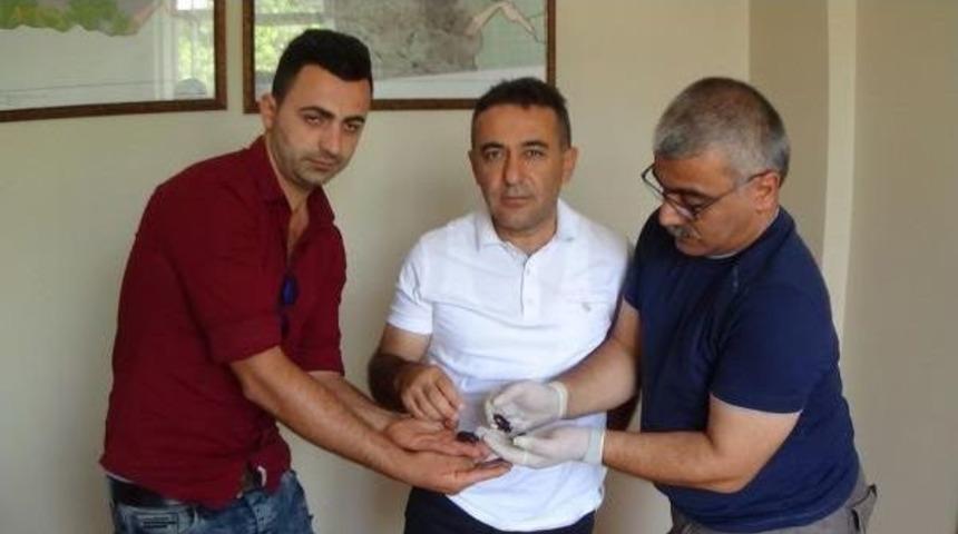 Gergedan B&ouml;ceği Yakalayana Para Cezası