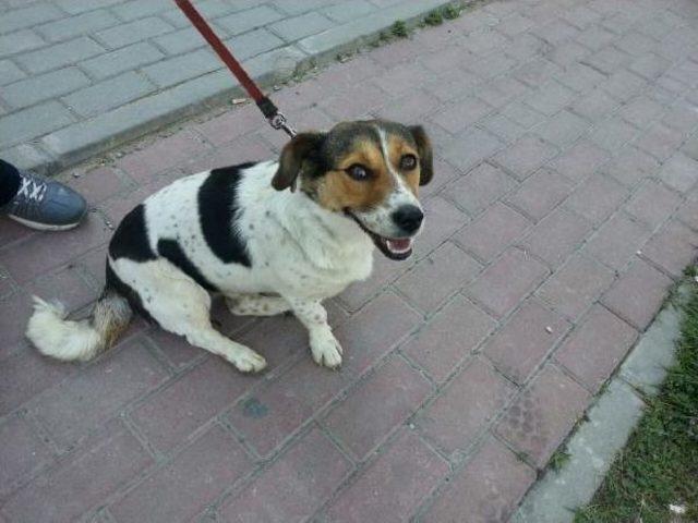 Kadın Avukattan Köpeğine Tecavüz Iddiasıyla Suç Duyurusu