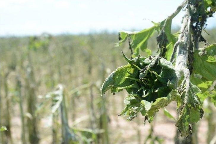 (özel Haber) Sel Ve Dolu Afetinin Acı Bilançosu 38 Milyon Tl G4