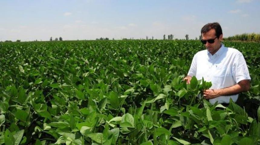 Çukurova, 'soya Bölgesi' Olabilir