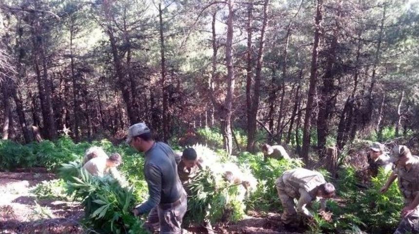 Hatay&rsquo;da 12 Bin 240 K&ouml;k Kenevir Bitkisi Ele Ge&ccedil;irildi