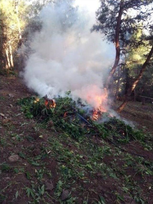 Hatay’da 12 Bin 240 Kök Kenevir Bitkisi Ele Geçirildi