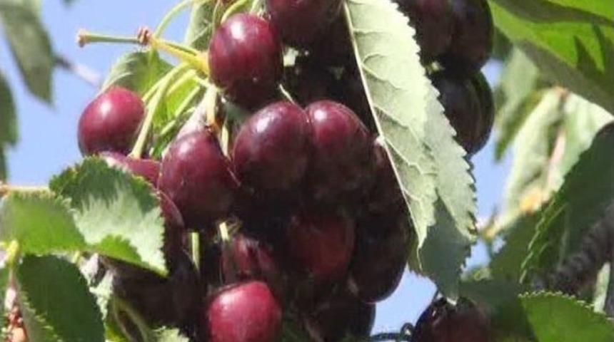 Yeşilyurt&rsquo;un Meşhur Dalbastı Kirazı Dalında Kaldı