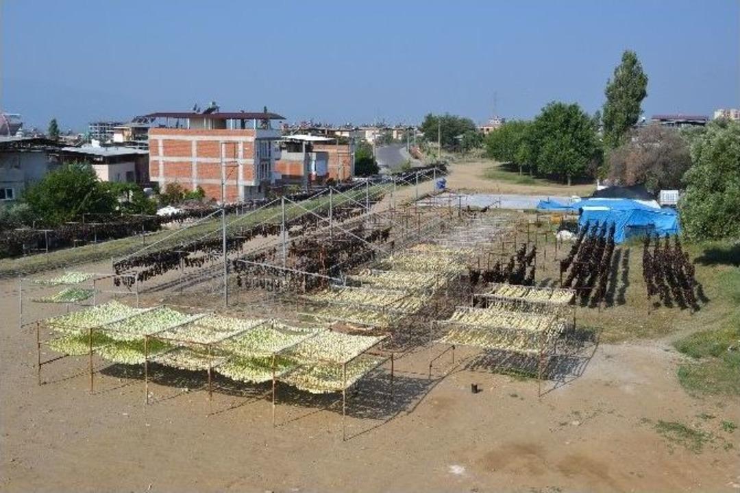 Nazilli Vadisinde &lsquo;kurutulmuş Patlıcan&rsquo; Sezonu A&ccedil;ıldı