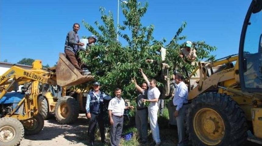 Başkan Erdoğan, Personeli İle Birlikte Kiraz Topladı