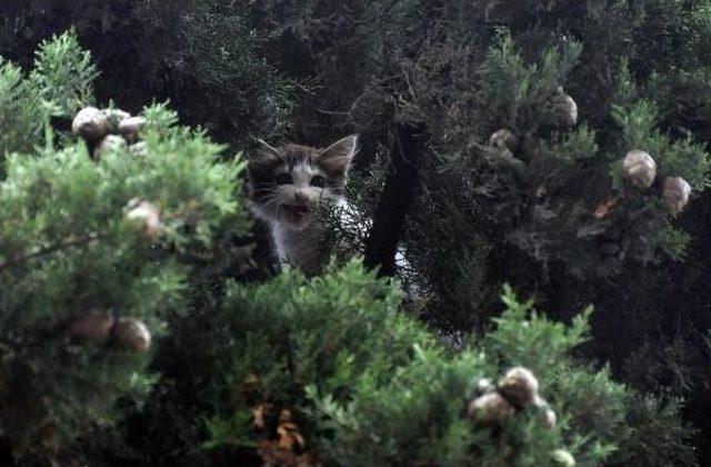 İtfaiye, Köpekten Kaçıp Ağaçta Mahsur Kalan Kediyi Kurtardı