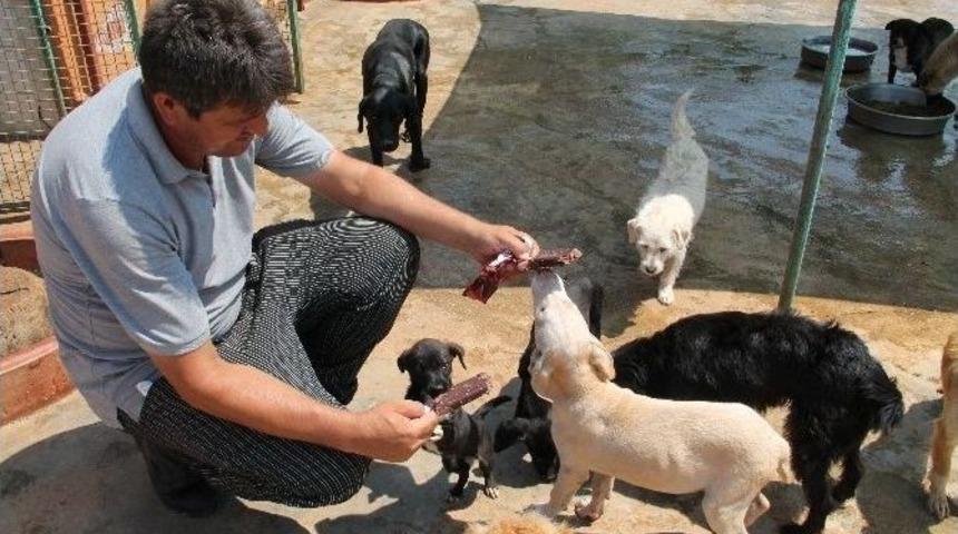 Sıcaktan Bunalan K&ouml;peklere &Ouml;nce Dondurma Sonra Duş