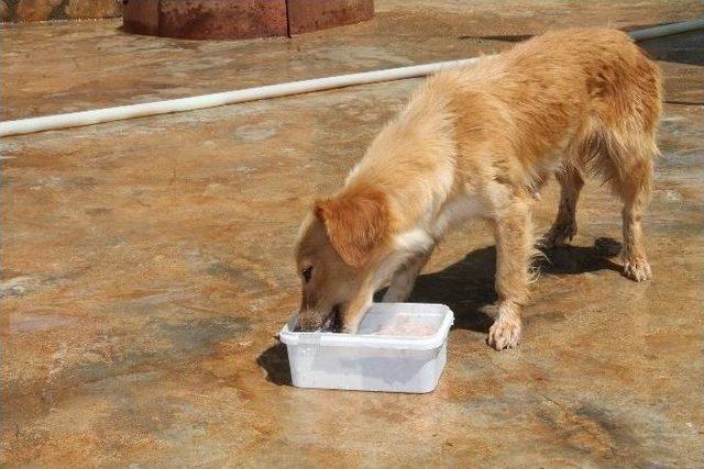 Sıcaktan Bunalan Köpeklere Önce Dondurma Sonra Duş