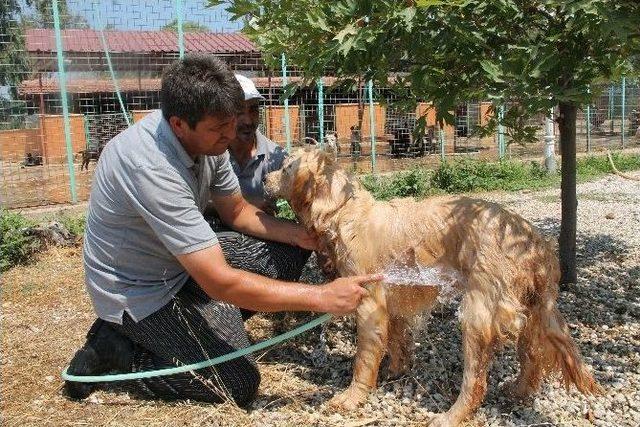 Sıcaktan Bunalan Köpeklere Önce Dondurma Sonra Duş