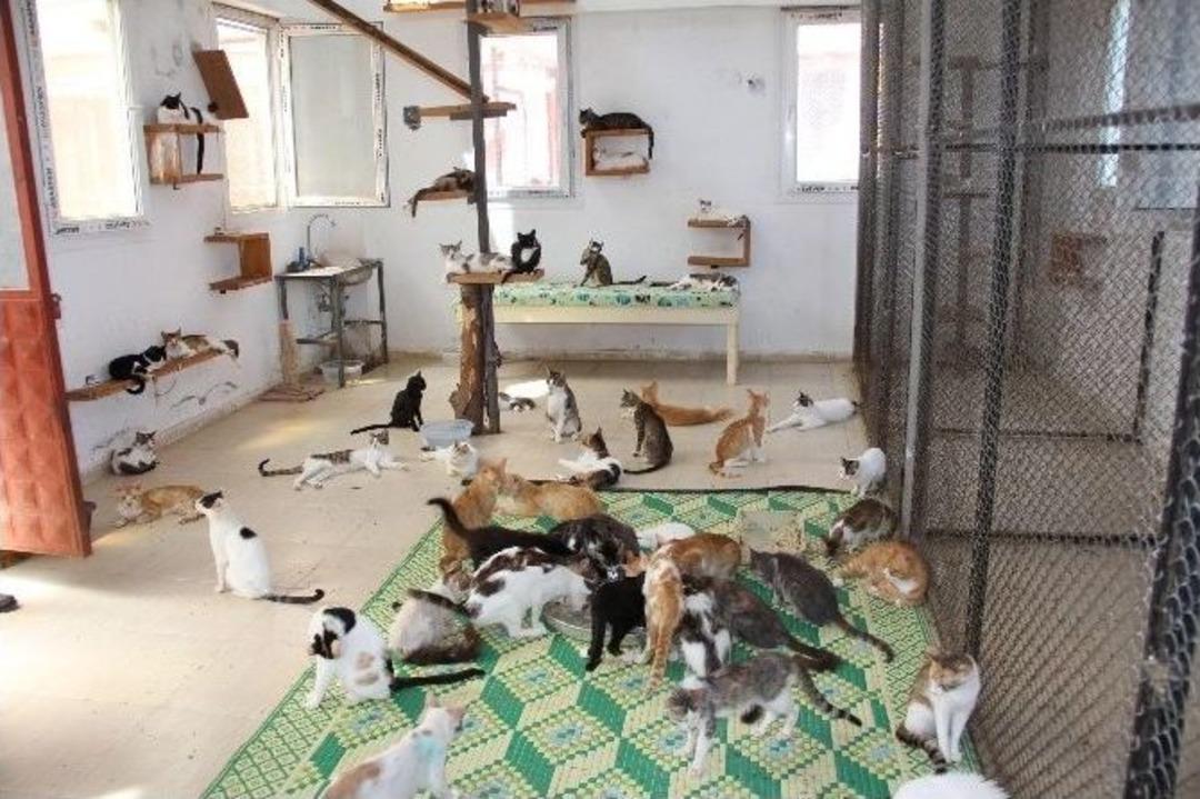 T&uuml;rkiye&rsquo;nin İlk Yaşlı Ve &Ouml;z&uuml;rl&uuml; Kedi Bakımevi Mersin&rsquo;de