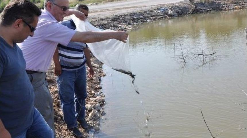 Manisa&rsquo;da 57 Bin Pullu Sazan Balığı İ&ccedil; Sulara Salındı