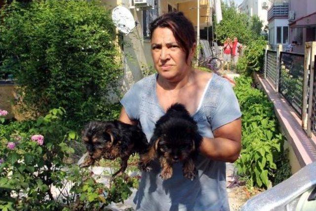 Yavru Köpekler Yanmaktan Son Anda Kurtarıldı