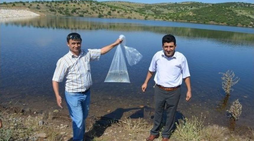 &Ccedil;eleng&ouml;z G&ouml;letine 2 Bin Adet Balık Bırakıldı