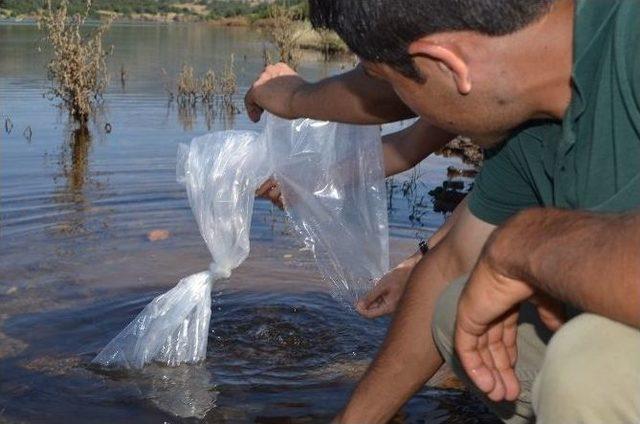 Çelengöz Göletine 2 Bin Adet Balık Bırakıldı