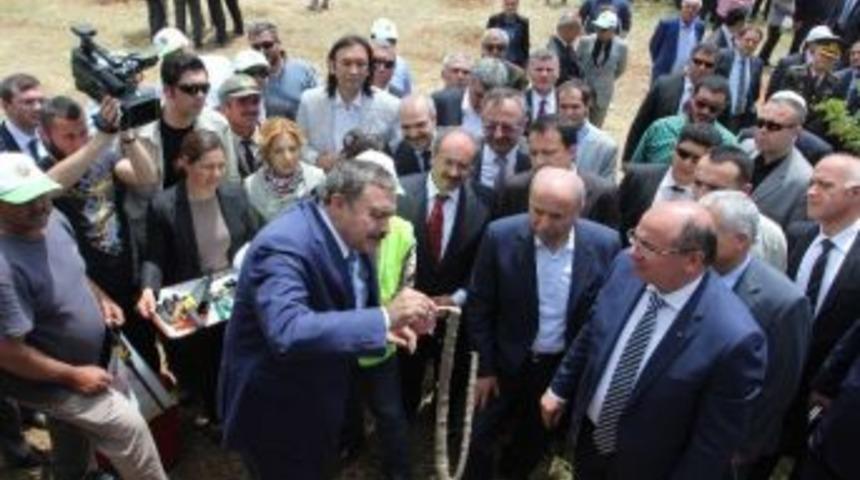 Orman Ve Su İşleri Bakanlığı 200 Bin Yabani Zeytin Ağacını Aşılayacak