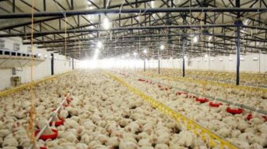 Tavukçuluk Ayağa Kalktı