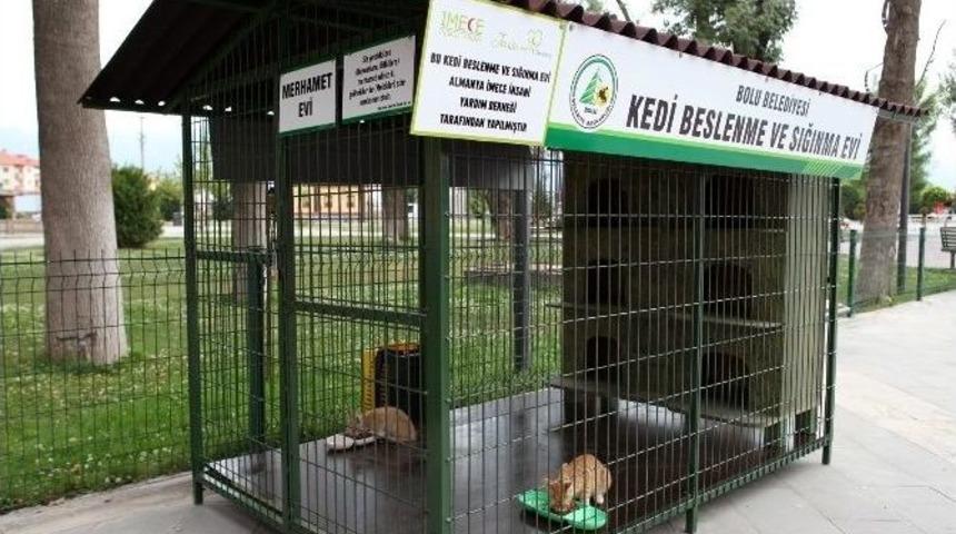 Bolu Belediyesi, Sokak Kedilerine Ve Kuşlara Yuva Yaptı