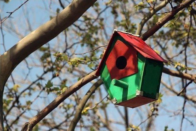 Bolu Belediyesi, Sokak Kedilerine Ve Kuşlara Yuva Yaptı