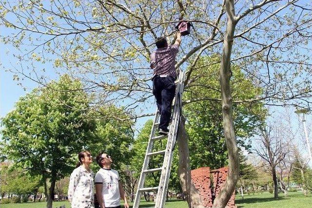 Bolu Belediyesi, Sokak Kedilerine Ve Kuşlara Yuva Yaptı