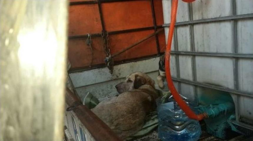 Bozulmuş Et Yedirilen K&ouml;pekler Tedavi Altına Alındı