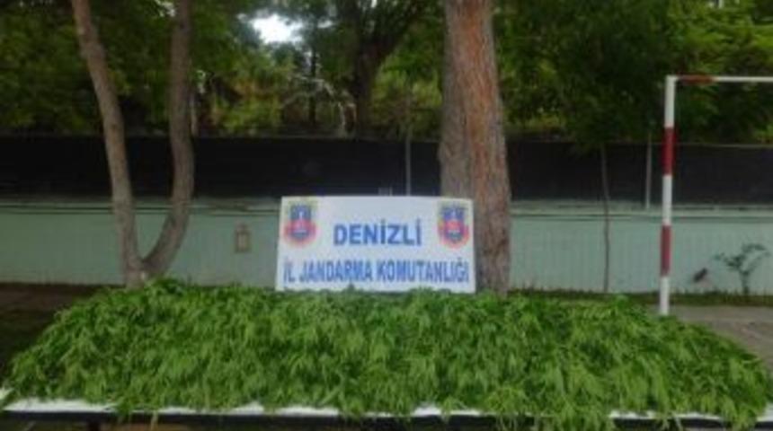 Denizli&rsquo;de 33 Bin Adet K&ouml;k Keneviri Ele Ge&ccedil;irildi