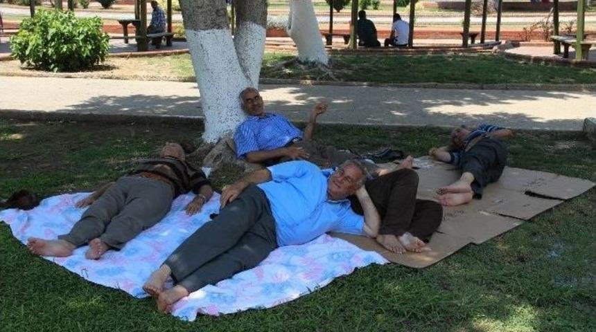 Sıcaktan Ka&ccedil;an Ağa&ccedil; G&ouml;lgesinde Yatıyor