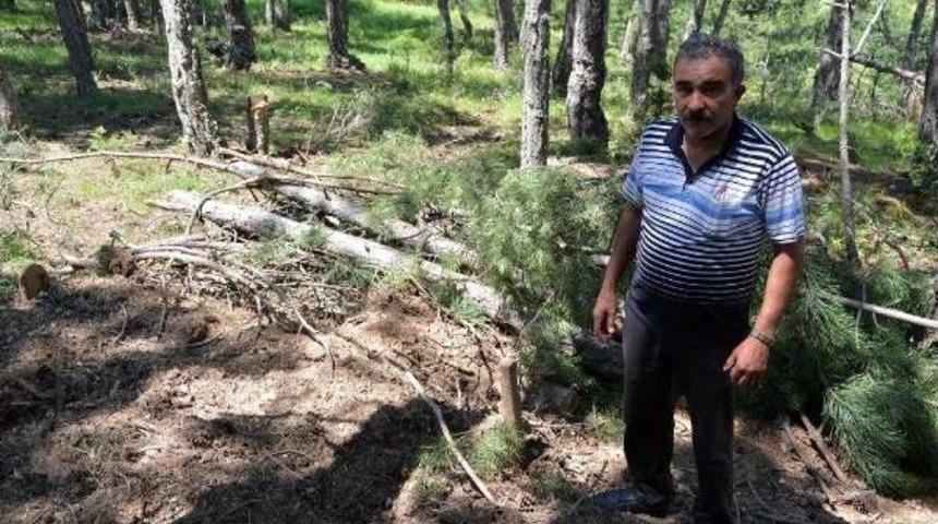 Karab&uuml;k'te Ayı Mezar A&ccedil;tı