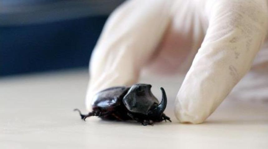 Prof. Dr. Yıldırım: Gergedan B&ouml;ceği S&ouml;ylentileri Y&uuml;z&uuml;nden Doğa Trajedisi Yaşanıyor