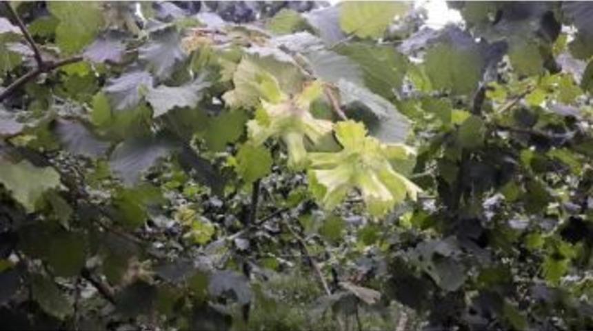 Fındık Rekoltesi A&ccedil;ıklandı