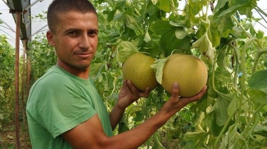 (&ouml;zel Haber) Karpuz Ve Kavun Tarlada &Ccedil;&uuml;r&uuml;meye Terk Edildi