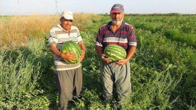 (özel Haber) Karpuz Ve Kavun Tarlada Çürümeye Terk Edildi