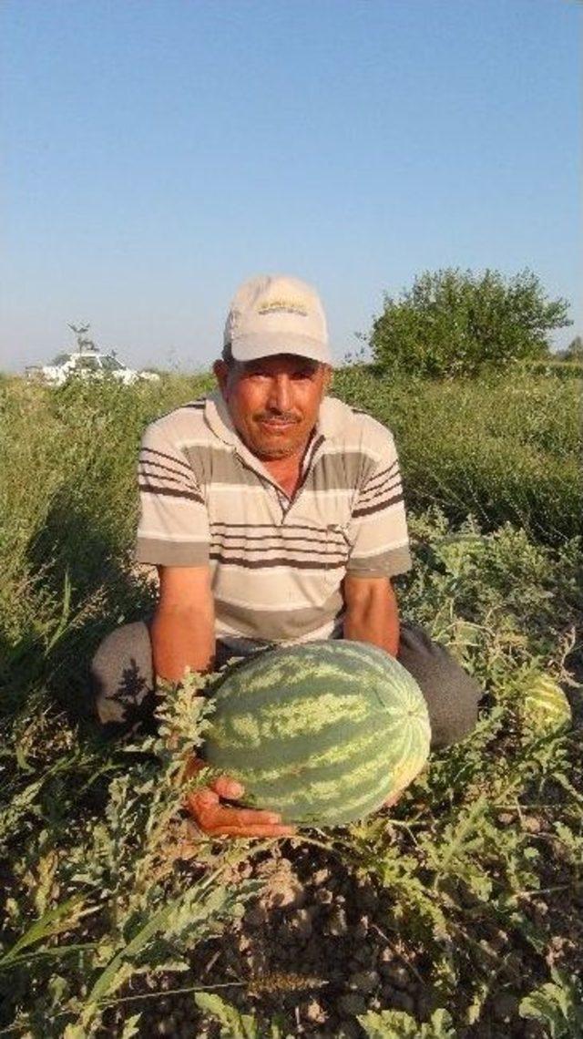 (özel Haber) Karpuz Ve Kavun Tarlada Çürümeye Terk Edildi