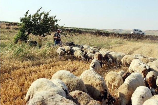 (özel Haber) Çiftçi Ve Çobanların Zorlu Mesaisi