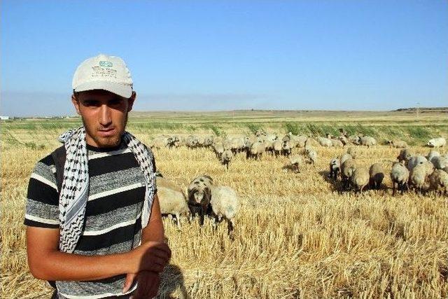 (özel Haber) Çiftçi Ve Çobanların Zorlu Mesaisi